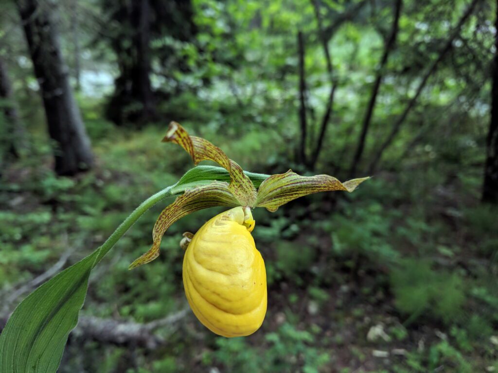 an image of large yellow lady's slipper, waskesiu river, waskesiu river trail, prince albert national park, saskatchewan