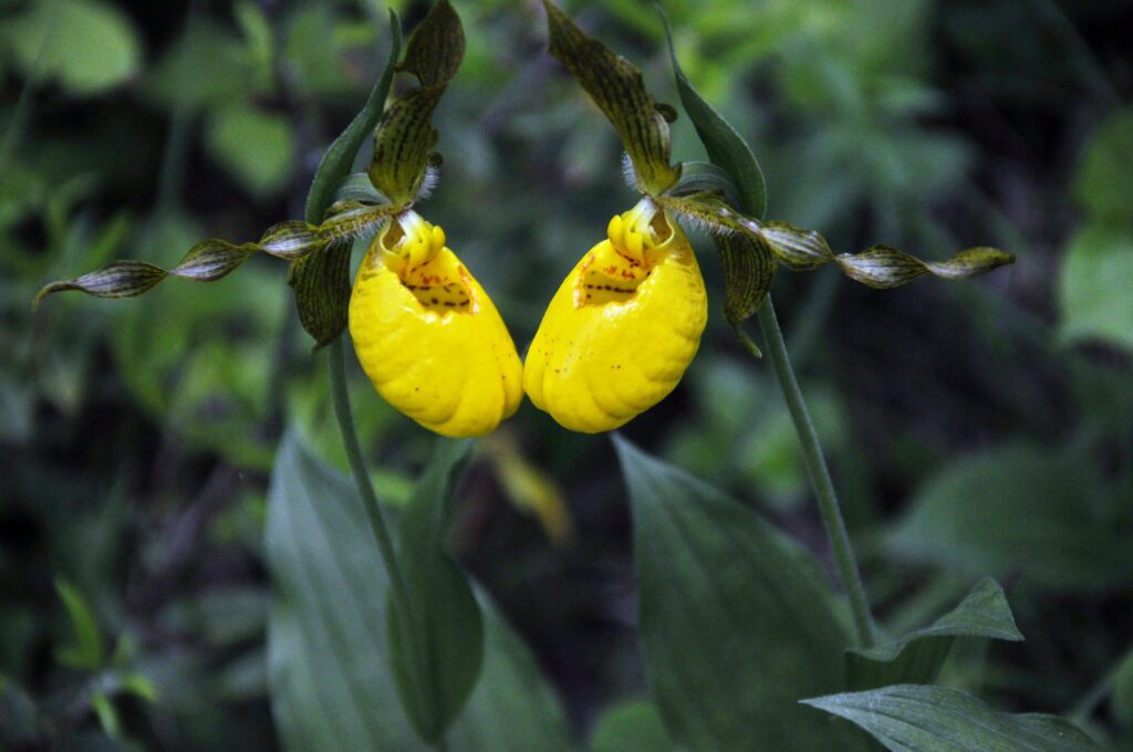 an image of large yellow lady's slipper, waskesiu river trail, prince albert national park, saskatchewan