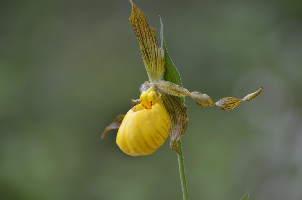an image of large yellow lady's slipper, waskesiu river trail, prince albert national park, saskatchewan