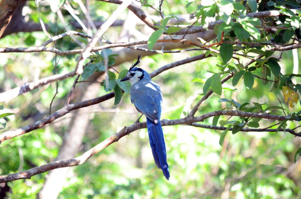 image of a white-throated magpie-jay, las hornillas volcanic activity centre, costa rica