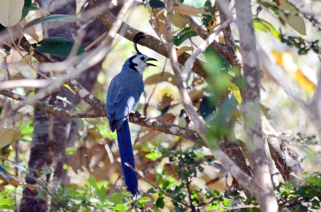 image of a white-throated magpie-jay, las hornillas volcanic activity centre, costa rica