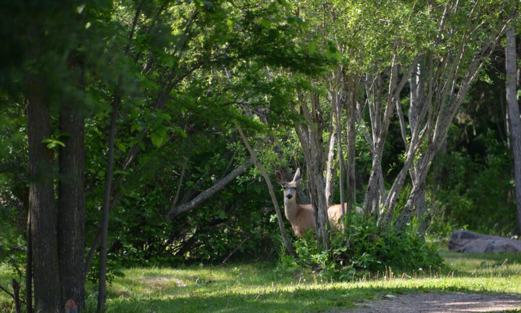 image of a mule deer, wellington park, watrous, saskatchewan 