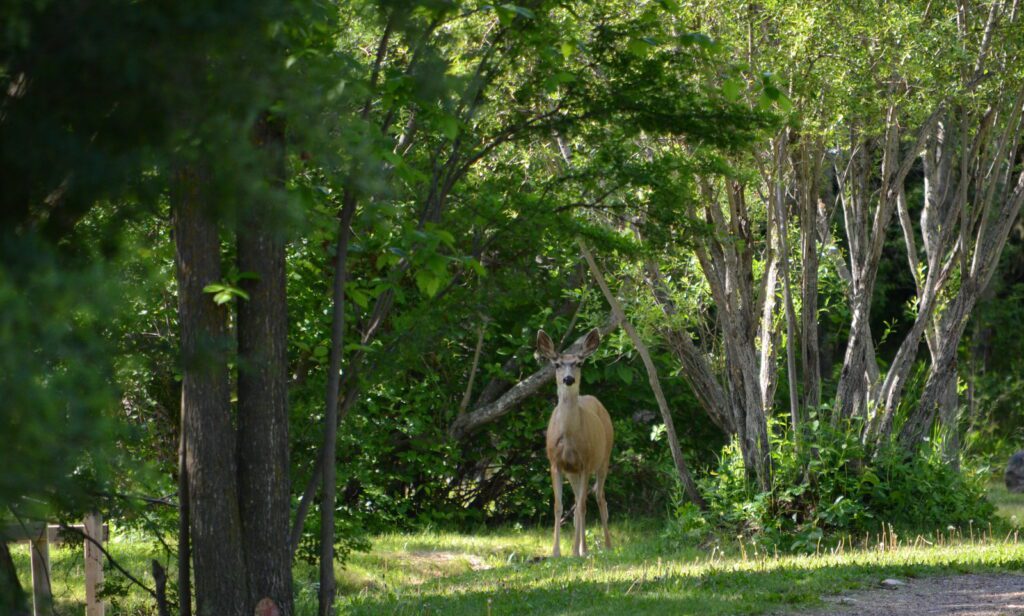 image of a mule deer, wellington park, watrous, saskatchewan 