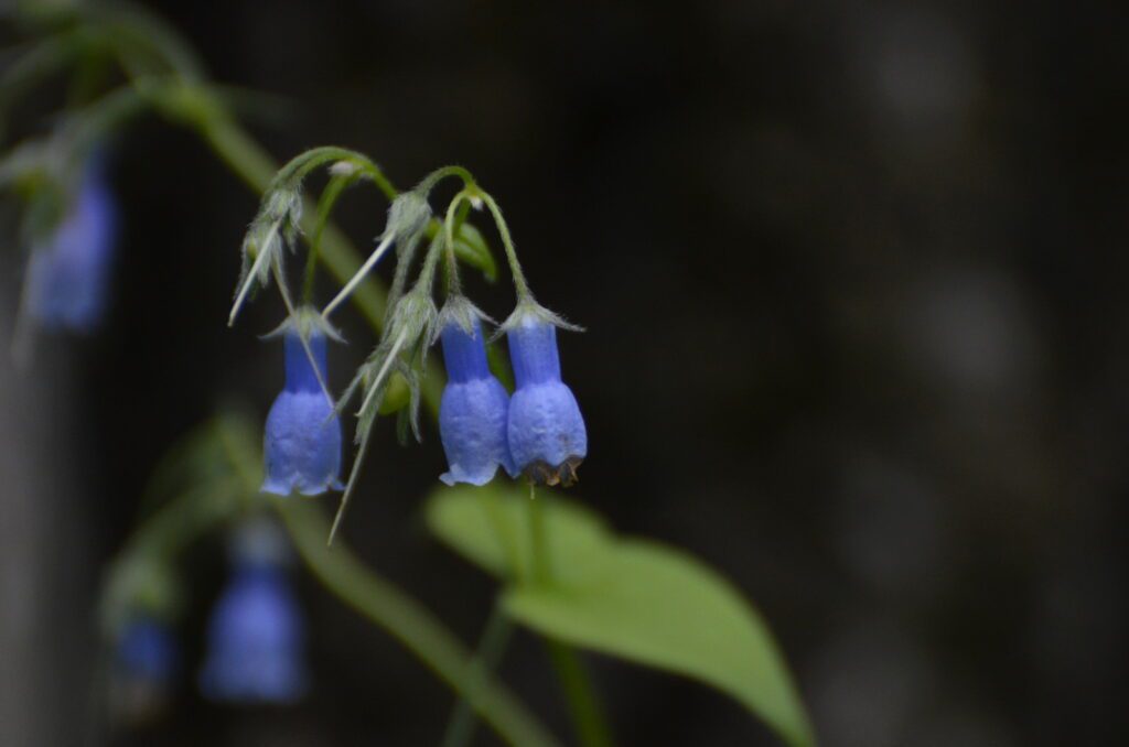 image of northern bluebells, waskesiu river trail, prince albert national park, saskatchewan