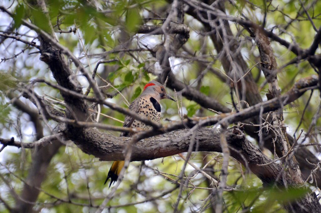 image of a northern flicker, wellington park, watrous, saskatchewan 