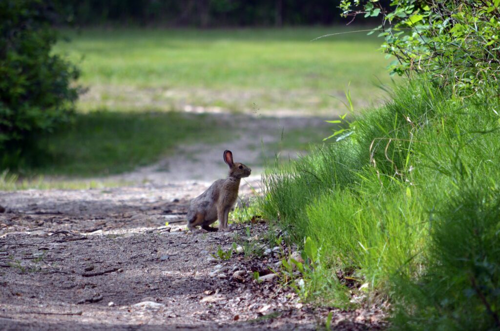image of a nuttall's cottontail rabbit, wellington park, watrous, saskatchewan 