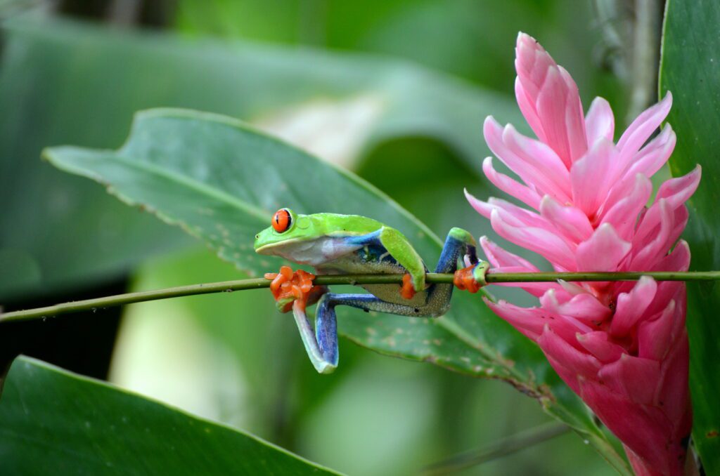 image of red-eyed tree frog, bogarin trail, la fortuna, costa rica