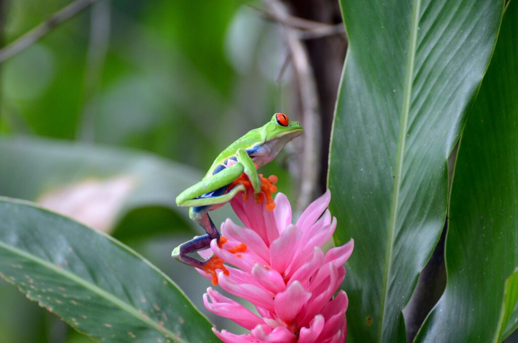 image of red-eyed tree frog, bogarin trail, la fortuna, costa rica