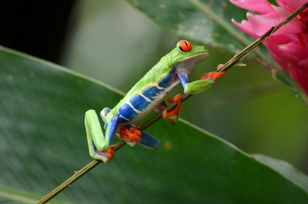 image of red-eyed tree frog, bogarin trail, la fortuna, costa rica
