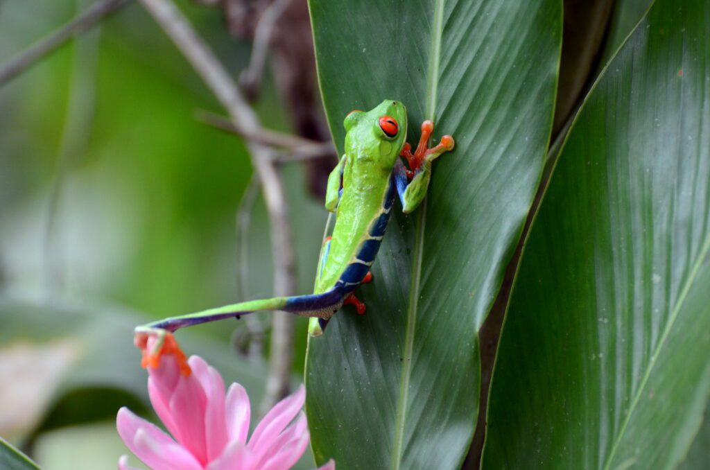 image of red-eyed tree frog, bogarin trail, la fortuna, costa rica