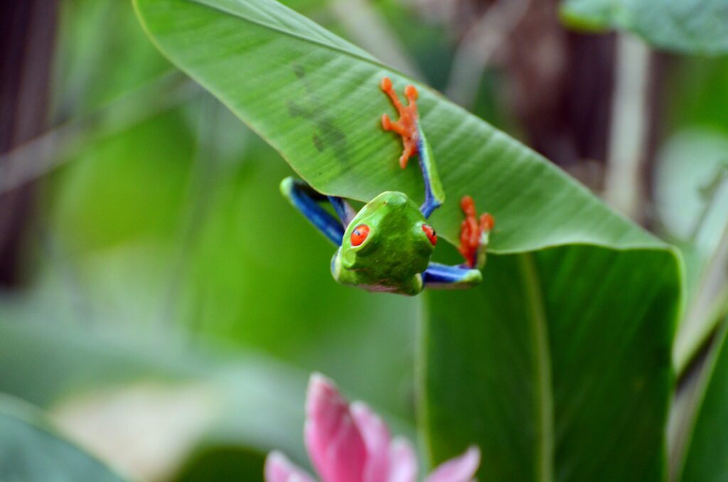 image of a red-eyed tree frog, bogarin trail, la fortuna, costa rica
