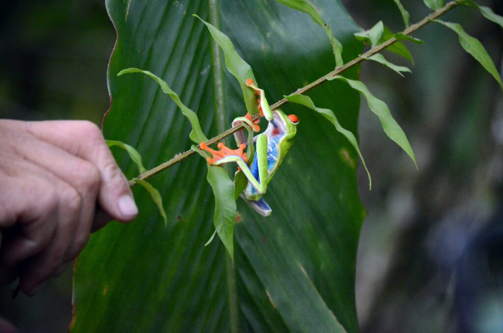 image of red-eyed tree frog, bogarin trail, la fortuna, costa rica