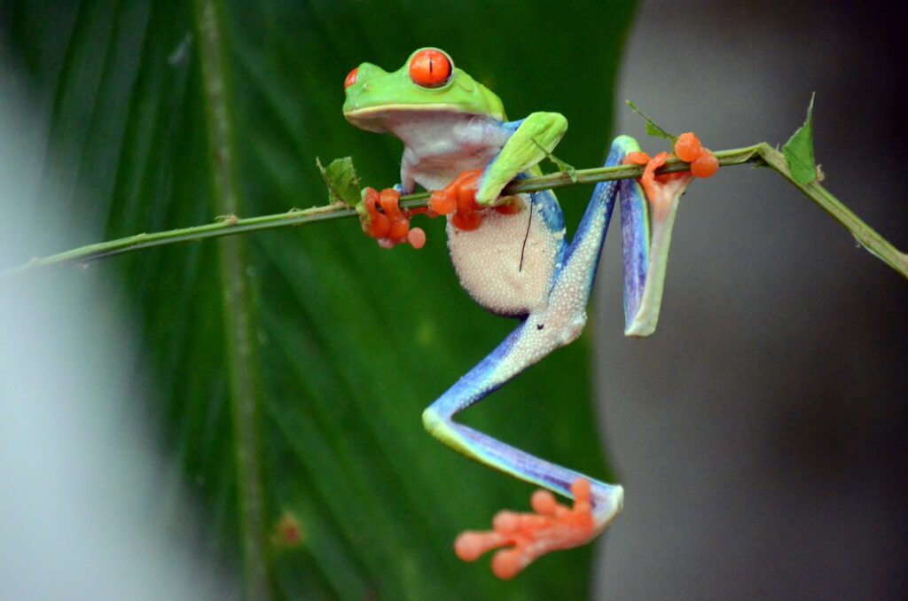 image of red-eyed tree frog, bogarin trail, la fortuna, costa rica