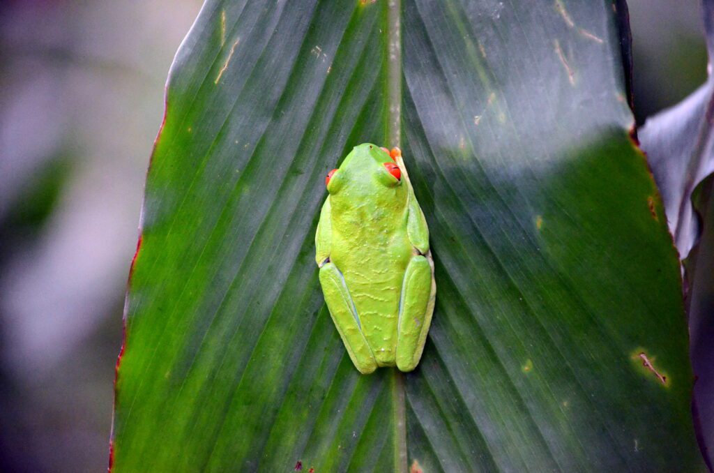 image of red-eyed tree frog, bogarin trail, la fortuna, costa rica