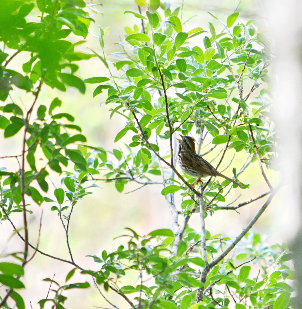 image of a savannah sparrow singing, wellington park, watrous, saskatchewan