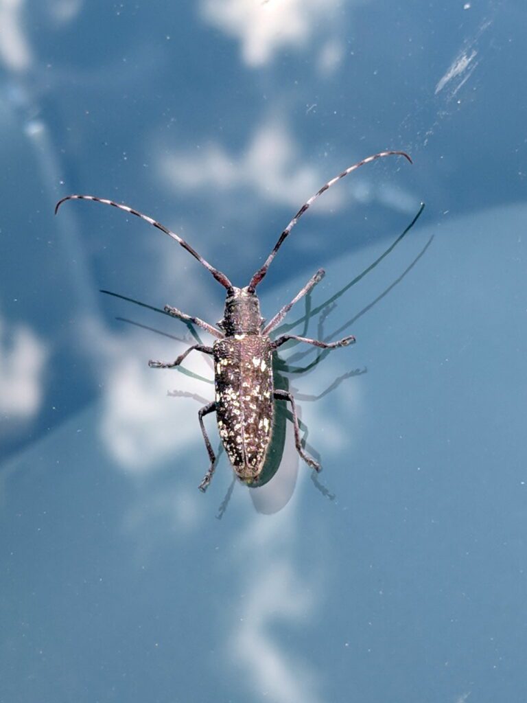 image of a spotted pine sawyer beetle, prince albert national park, saskatchewan