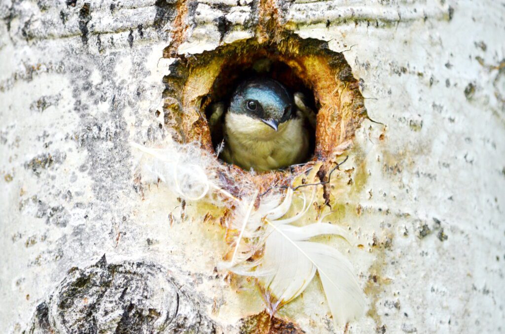 image of a tree swallow in a nest hole, wellington park, watrous, saskatchewan 