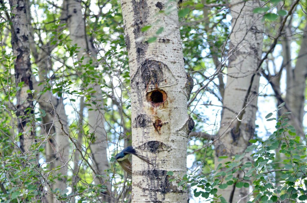 image of a tree swallow and nest hole, wellington park, watrous, saskatchewan 