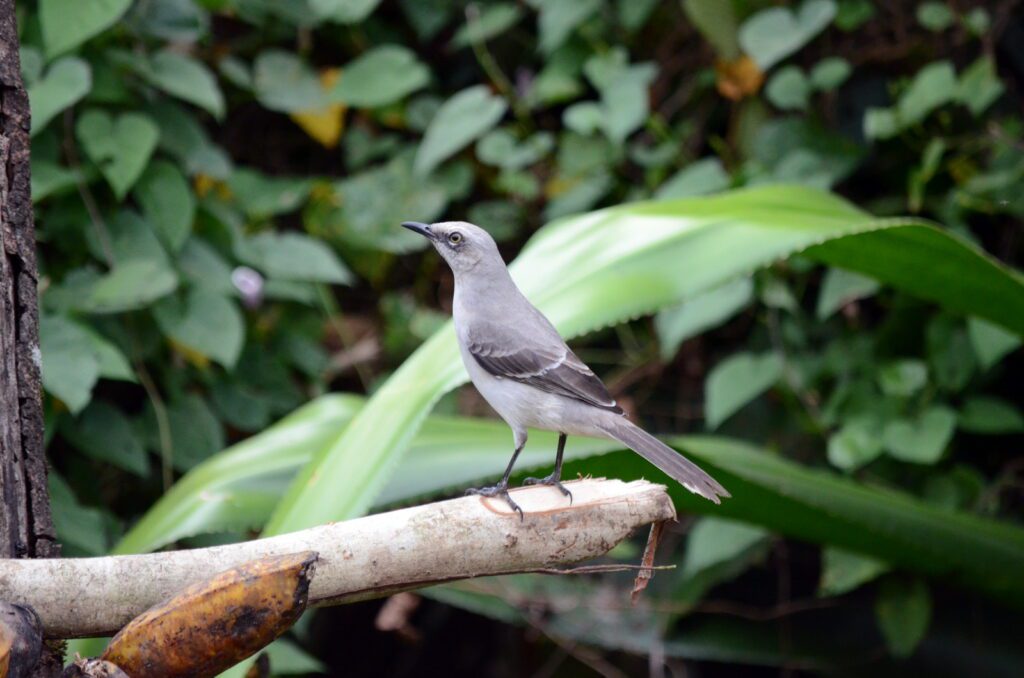 image of tropical mockingbird, bogarin trail, la fortuna, costa rica