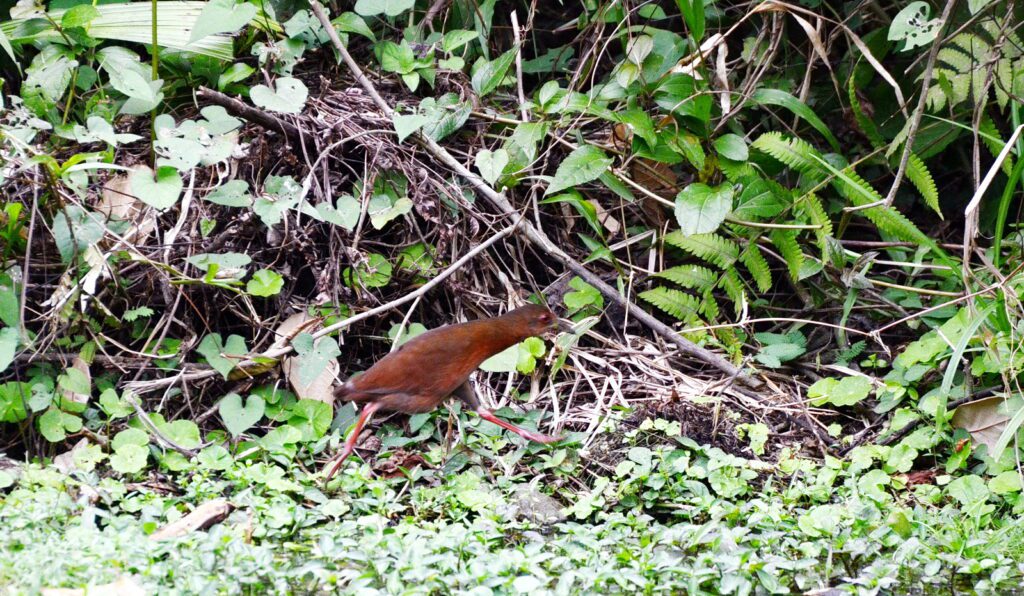 image of a uniform creak, bogarin trail, la fortuna, costa rica