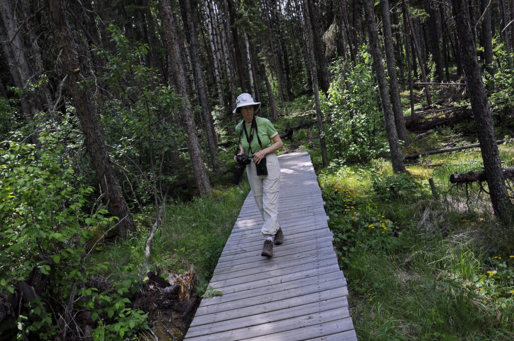 image of jean on a boardwalk through wet woods, waskesiu river trail, prince albert national park, saskatchewan