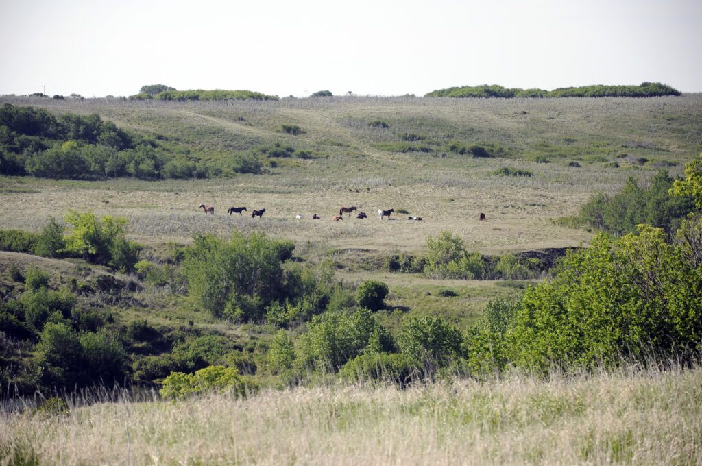 image of rolling fields and horses, watrous, saskatchewan