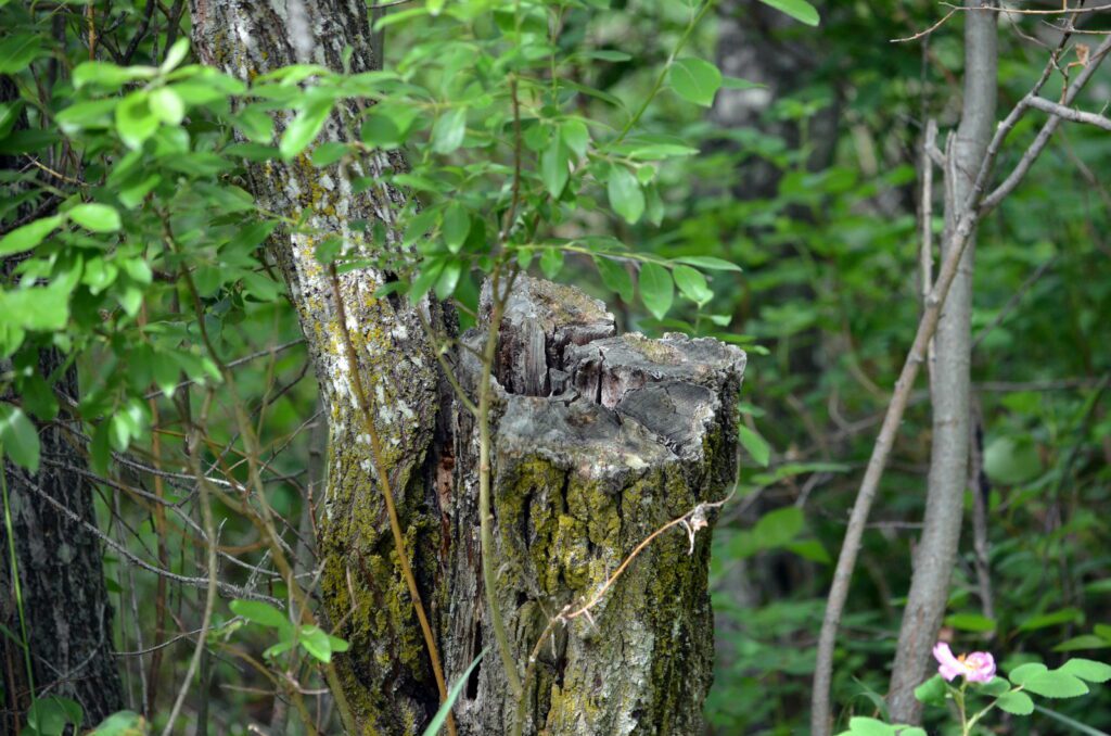 image of a tree stump, wellington park, watrous, saskatchewan 