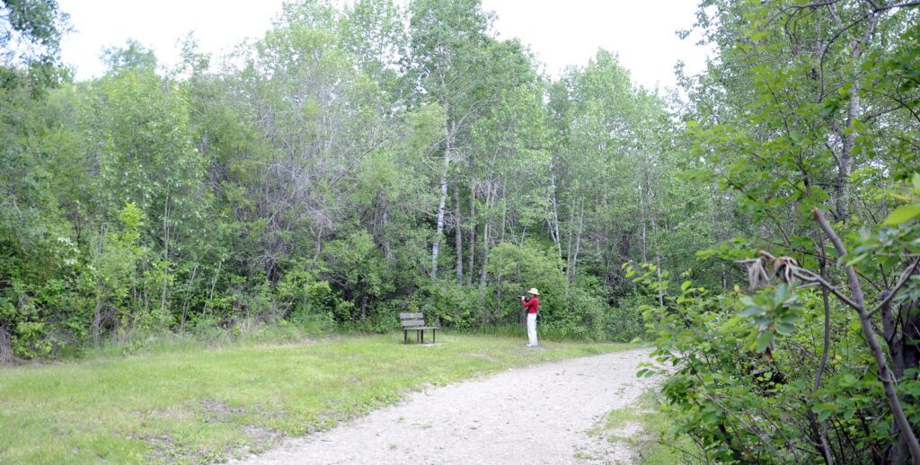 image of forest, wellington park, watrous, saskatchewan 