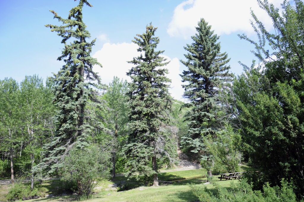 image of tall spruce trees, wellington park, watrous, saskatchewan 