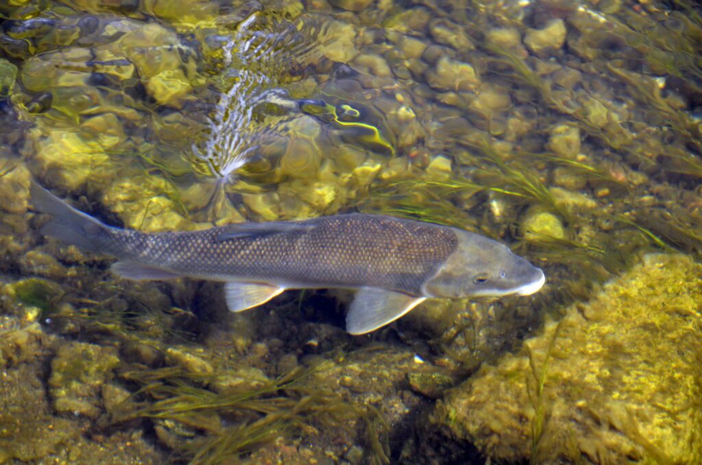 an image of a white sucker, waskesiu river, waskesiu river trail, prince albert national park, saskatchewan