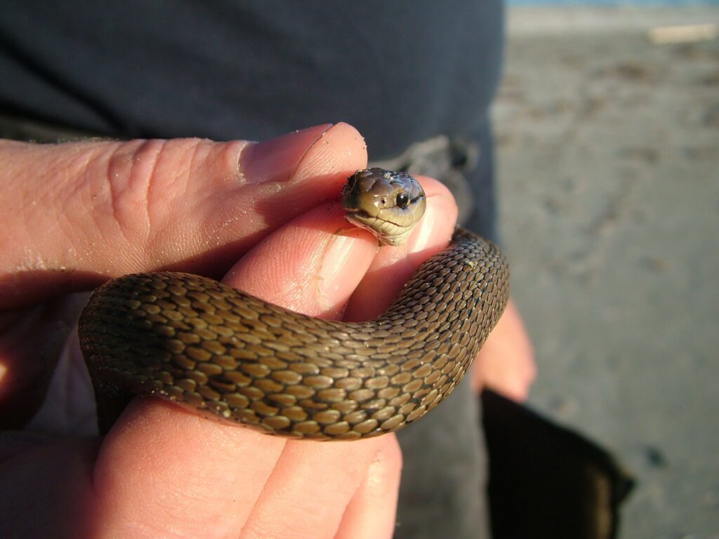 image of common gartersnake, medallion beach, vargas island, british columbia