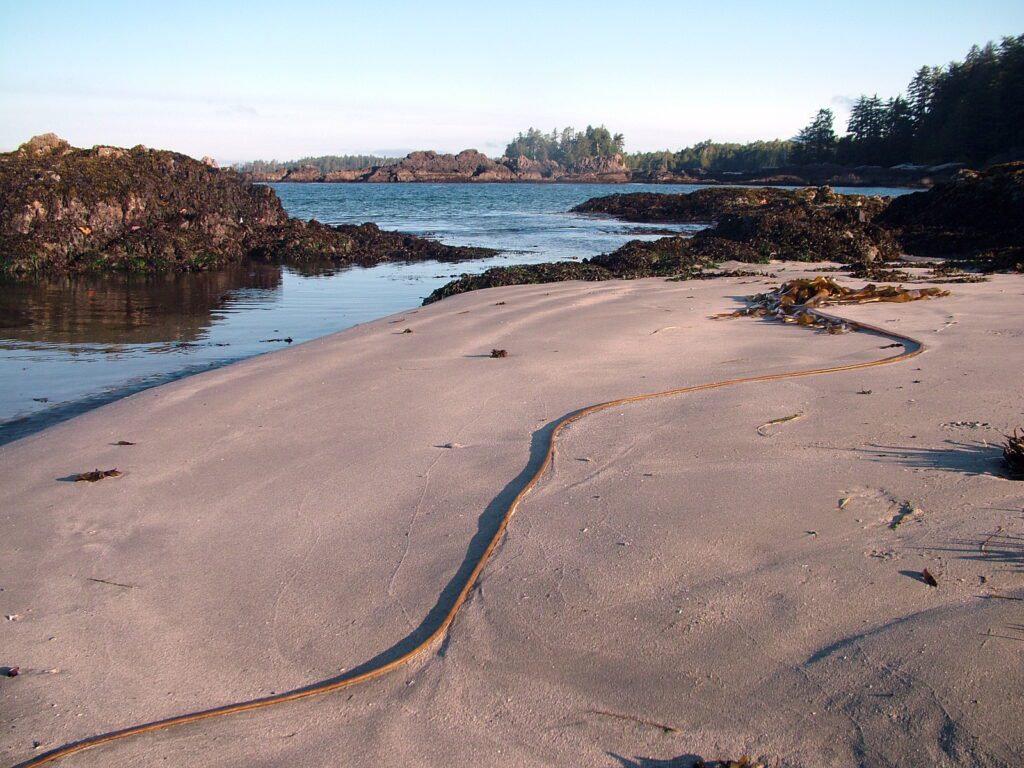 image of trailing kelp stems, medallion beach, vargas island, british columbia