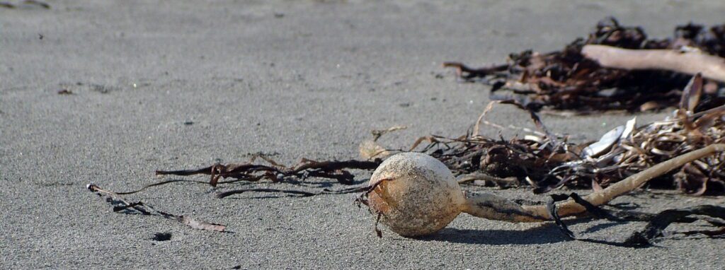 image of kelp, ahous bay, vargas island, british columbia