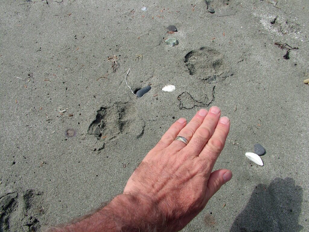 image of sea wolf tracks in the sand, ahous bay, vargas island, british columbia