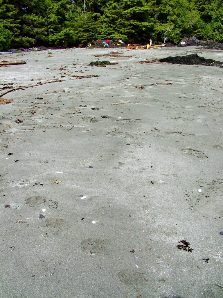 image of sea wolf tracks in the sand, ahous bay, vargas island, british columbia