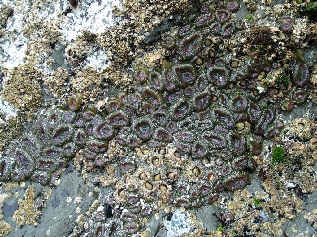 image of purple sea anemones, ahous bay, vargas island, british columbia