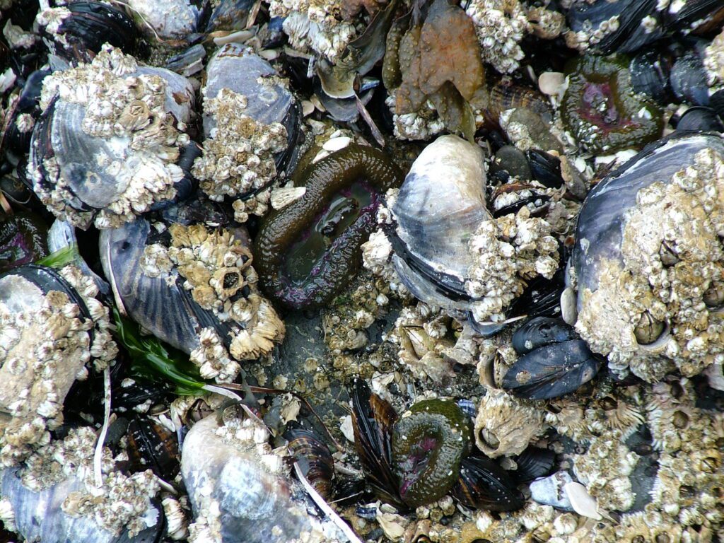 image of mussels and barnacles, ahous bay, vargas island, british columbia
