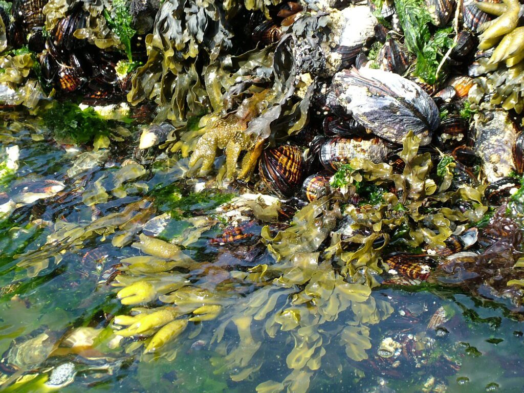 image of seaweed, ahous bay, vargas island, british columbia