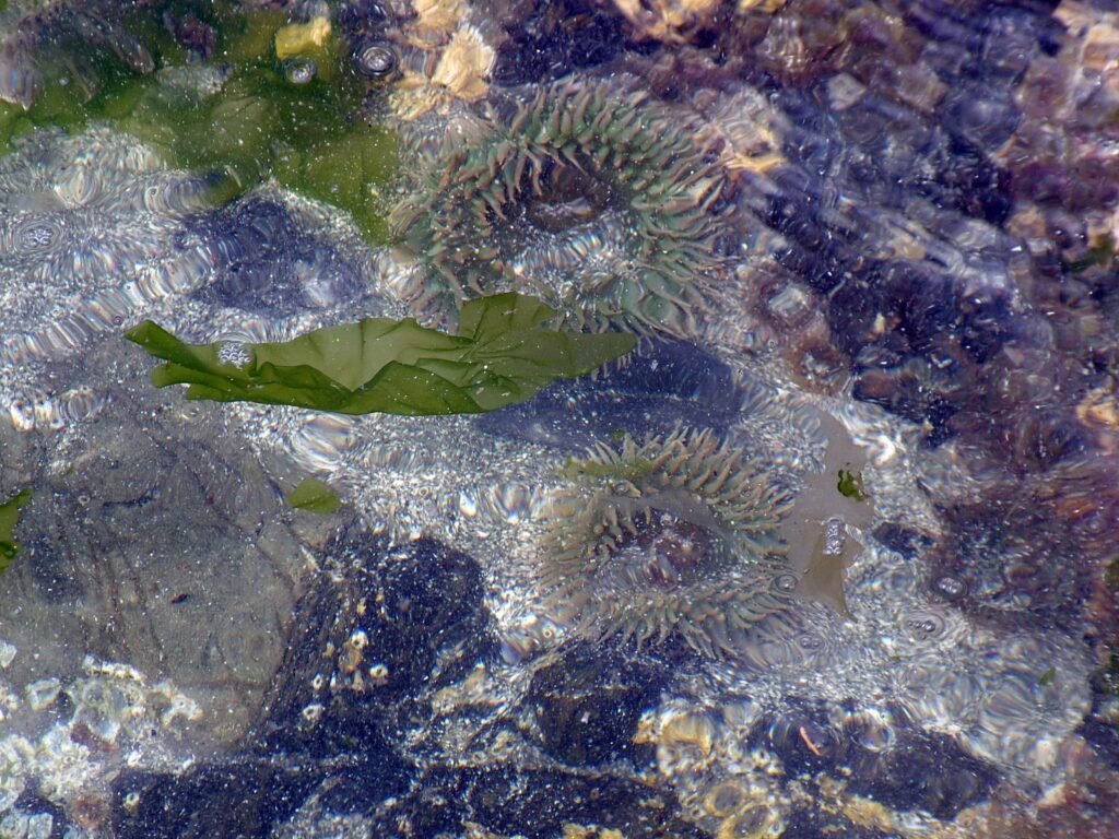 image of sea anemones, ahous bay, vargas island, british columbia