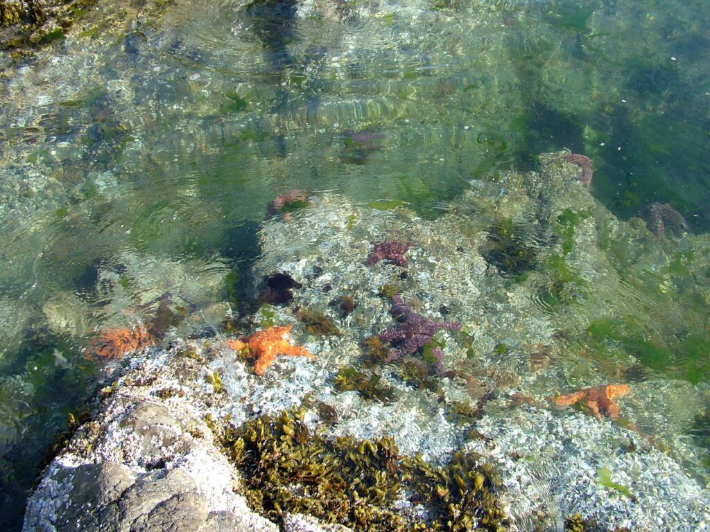 image of starfish in the water, ahous bay, vargas island, british columbia