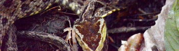 fer de lance snake in costa rica