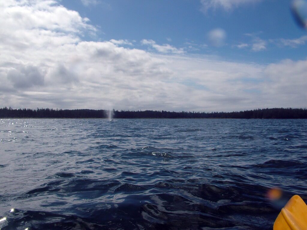 image of spout from a gray whale, ahous bay, vargas island, british columbia