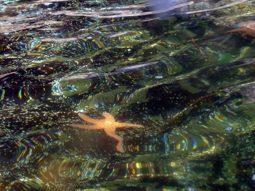 image of starfish, vargas island, british columbia