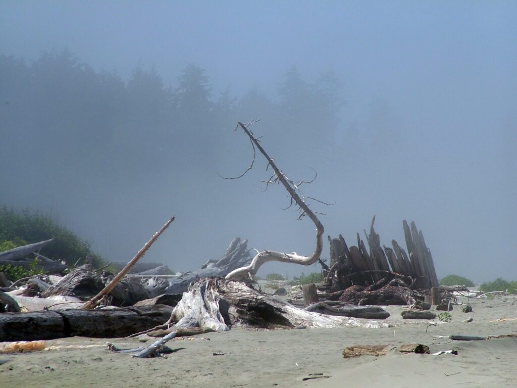 image of driftwood on a beach, vargas island, british columbia