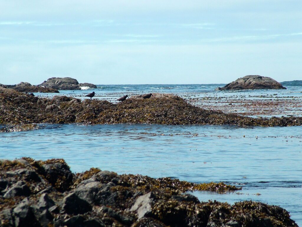 image of black oystercatchers, volcanic reefs, la croix group off vargas island, british columbia
