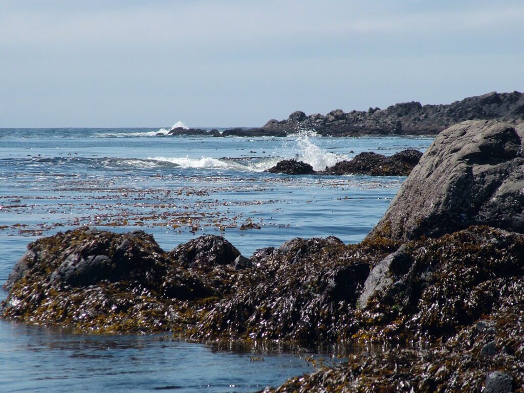image of pacific ocean, vargas island, british columbia
