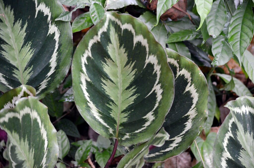 image of a calathea plant, prayer plant, la fortuna waterfall, la fortuna, costa rica