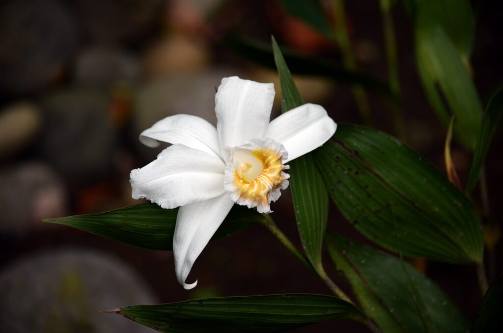 image of golden mouth sobralia, la fortuna waterfall, la fortuna, costa rica