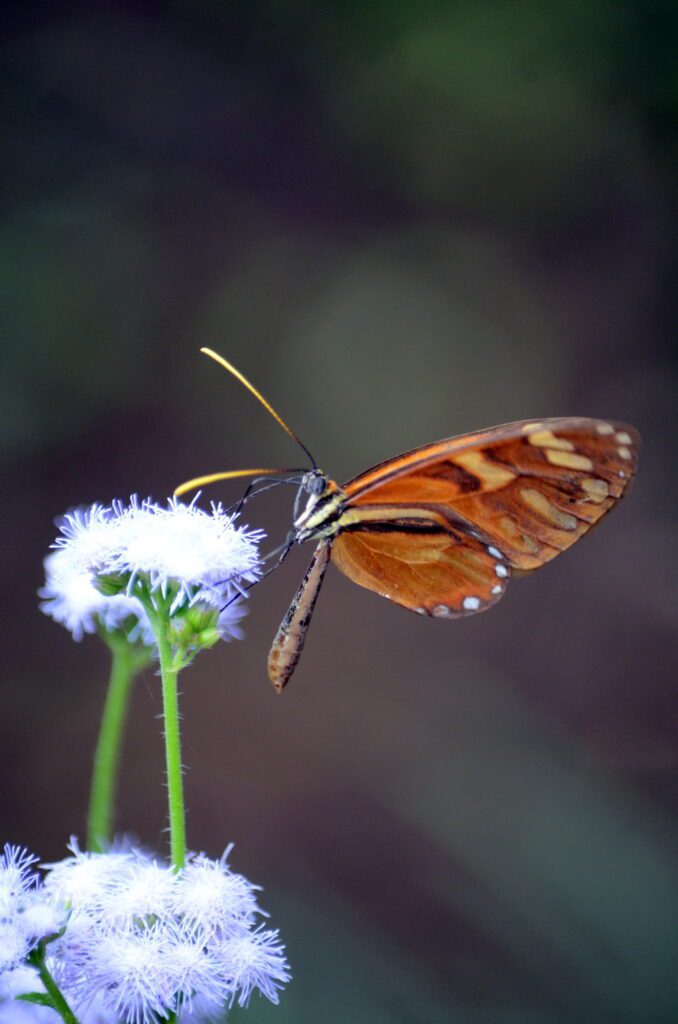 image of heraldica clearwing butterfly, la fortuna waterfall, la fortuna, costa rica