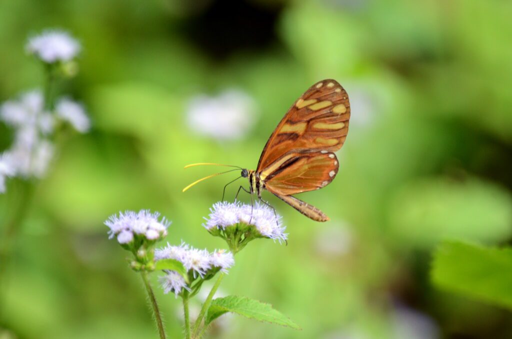 image of a heraldica clearwing butterfly, la fortuna waterfall, la fortuna, costa rica